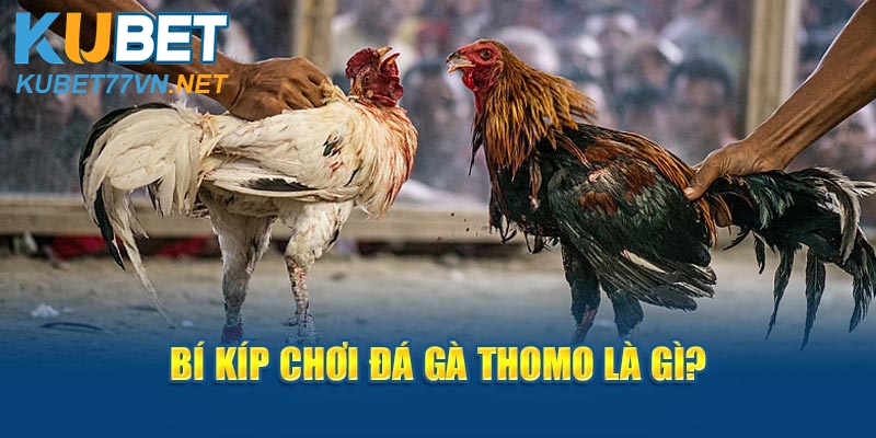 Bí kíp chơi đá gà Thomo là gì?