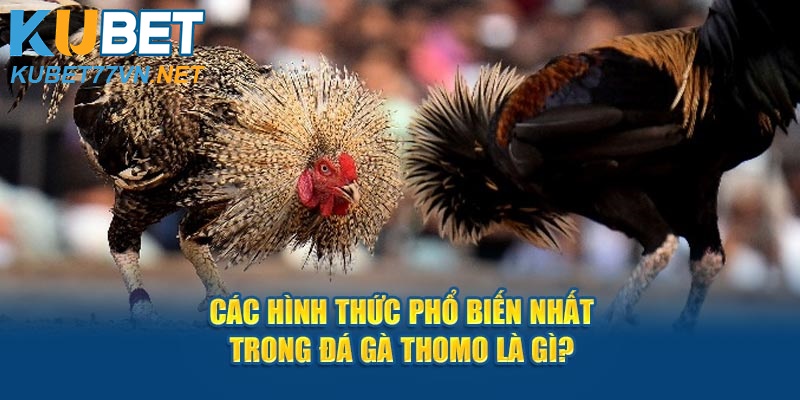 Các hình thức phổ biến nhất trong đá gà Thomo là gì?