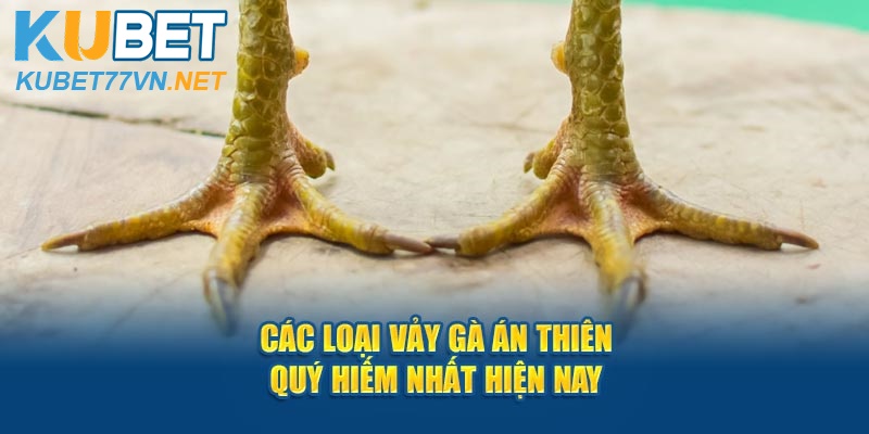 Các loại vảy gà Án Thiên quý hiếm nhất hiện nay