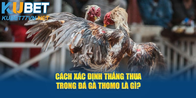 Cách xác định thắng thua trong đá gà Thomo là gì?