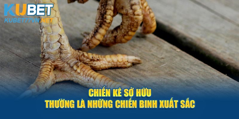 Chiến kê sở hữu thường là những chiến binh xuất sắc 