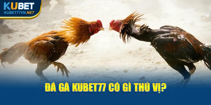 Đá gà Kubet77 có gì thú vị?