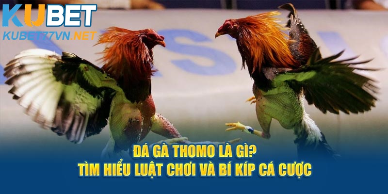 Đá Gà Thomo Là Gì? Cùng Tìm Hiểu Bí Kíp Cá Cược