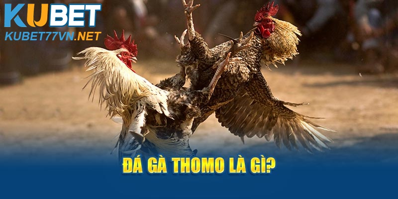 Đá gà Thomo là gì?