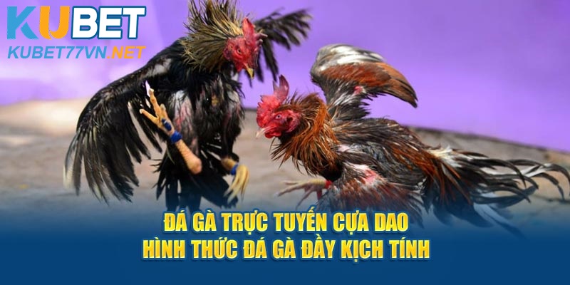 Đá Gà Trực Tuyến Cựa Dao - Hình Thức Đầy Kịch Tính Kubet77