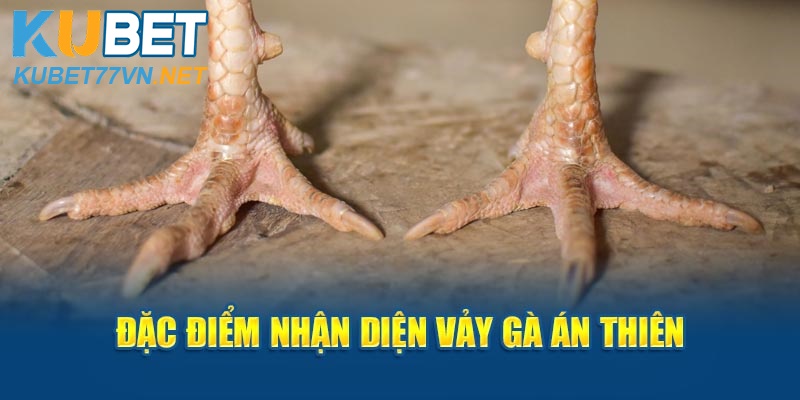 Đặc điểm nhận diện vảy gà Án Thiên