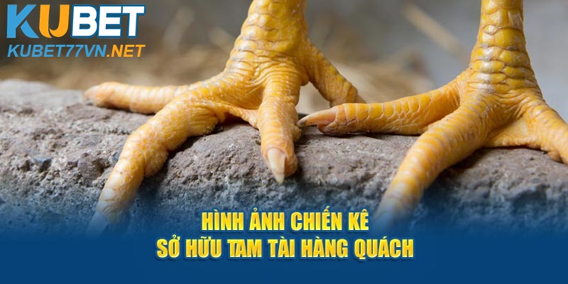 Hình ảnh chiến kê sở hữu tam tài hàng quách