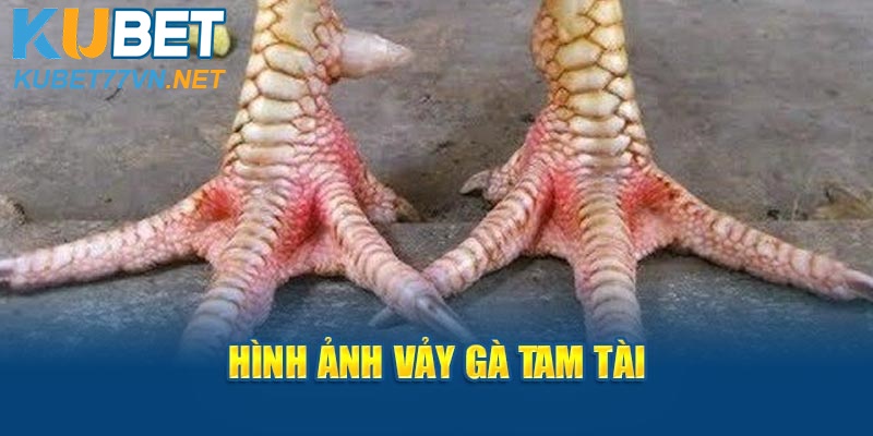 Hình ảnh vảy gà tam tài