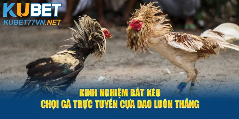 Kinh nghiệm bắt kèo chọi gà trực tuyến cựa dao luôn thắng