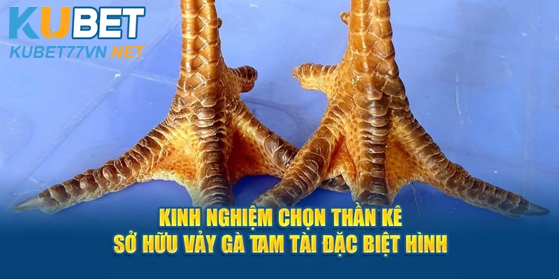 Kinh Nghiệm Chọn Thần Kê Sở Hữu Vảy Gà Tam Tài Đặc Biệt