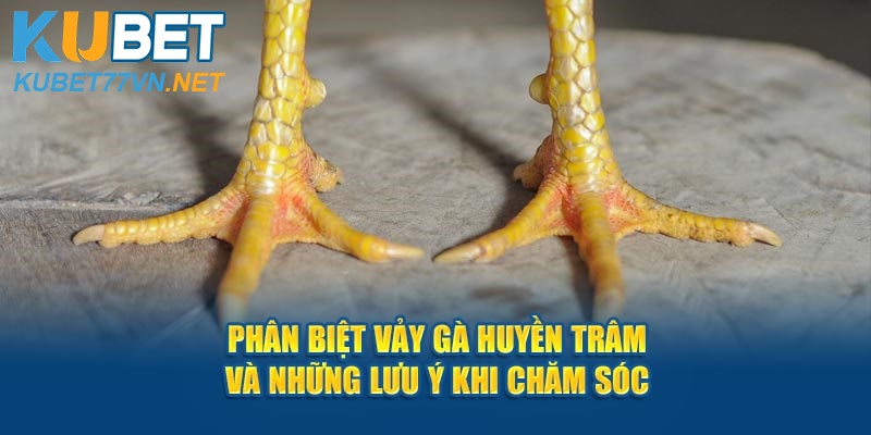 Phân Biệt Vảy Gà Huyền Trâm Và Những Lưu Ý Khi Chăm Sóc