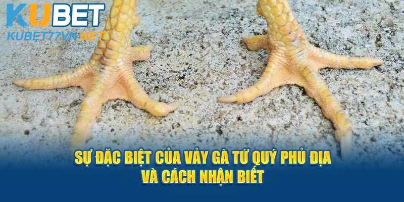 Sự Đặc Biệt Của Vảy Gà Tứ Quý Phủ Địa Và Cách Nhận Biết