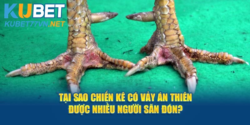 Tại sao chiến kê có vảy Án Thiên được nhiều người săn đón?