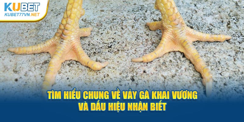 Tìm Hiểu Chung Về Vảy Gà Khai Vương Và Dấu Hiệu Nhận Biết