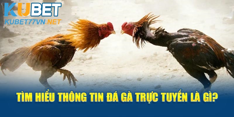 Tìm hiểu thông tin đá gà trực tuyến là gì?