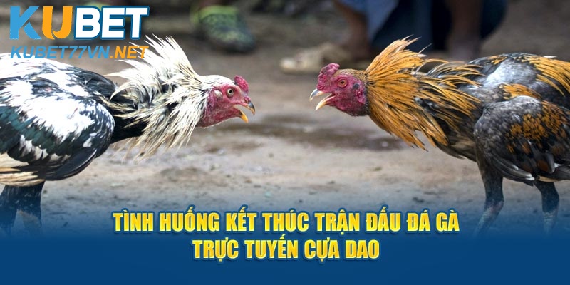 Tình huống kết thúc trận đấu đá gà trực tuyến cựa dao