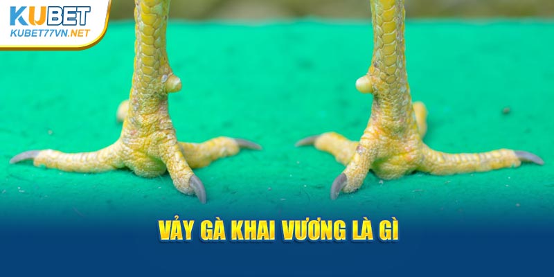 Vảy gà khai vương là gì