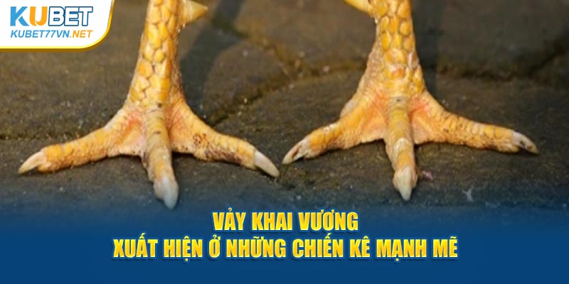 Vảy khai vương xuất hiện ở những chiến kê mạnh mẽ