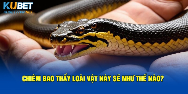 Chiêm bao thấy loài vật này sẽ như thế nào?