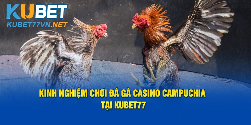 Kinh Nghiệm Chơi Đá Gà Casino Campuchia Tại Kubet77